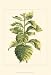 Tropical Variegation III - Vision studio Art Print Poster 13 x 19