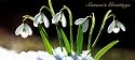 Winter snowdrops - 10 Cancer Research UK Charity Christmas Cards - All profits go towards our life-saving work