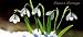 Winter snowdrops - 10 Cancer Research UK Charity Christmas Cards - All profits go towards our life-saving work