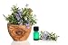 Medicinal and Culinary Herbs - 24
