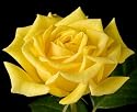 1st Impression My Bouquet Rose - Disease Resistant - Potted