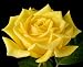 1st Impression Rose -Almost Thornless/Disease Resistant