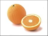 Dwarf Jaffa/Palestine Navel Orange Tree; 2-3 Year Old Tree; Also called Shamouti