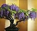 Seedeo Bonsai glycine Wisteria Sinensis 'blue'