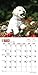 Bichon Frise Puppies 2015 Calendar