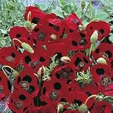 Ladybird Poppy - 300 Seeds