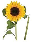 Plage® Tournesol (Sunflower)