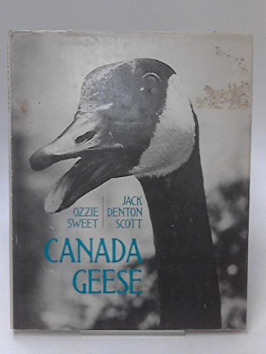 Canada Geese