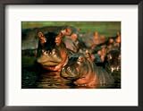 Hippopotamuses Wading in the Water Framed Photographic Poster Print by Beverly Joubert, 21x17