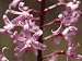 The Delicate Vivid Pink Flowers of the Spotted Hyacinth Orchid, Yellingbo Nature Reserve, Australia Photographic Poster Print by Jason Edwards, 24x32