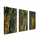 IMAGE OF Prairie Grass I by Kurt Shaffer, Canvas Art (Set of 3) - 33