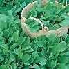 Rocket - Cultivated - 1000 SEEDS [spicy]