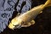 Carpe Koi Jaune - 24"W x 16"H - Peel and Stick Wall Decal by Wallmonkeys