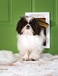 PetSafe Extreme Weather Per Door - Small