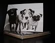 Talk to the Paw! Greeting Cards - Priceless