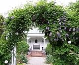 41k5hEALA1L. SL160  Wisteria Seed American Blooming Vine 10 Seeds Bonsai
