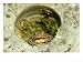 Common Toad, Sat in Hole in Stone, UK Photographic Poster Print by Mark Hamblin, 24x1...