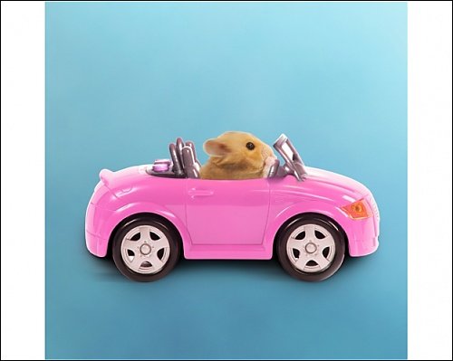 Photographic Print Of La-3728-m1 Hamster Driving Miniature Sports Convertible Car From Ardea Picture