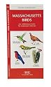 Massachusetts Birds