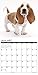 2016 Just Basset Hound Puppies Wall Calendar