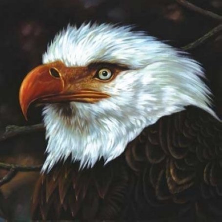 Buy The Hawk Is Howling [VINYL] online at Discounted New and Used prices. Delivered to your door with Childrens Toyshop.com