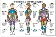 Exercise and Male Muscle Guide Laminated Fitness Poster