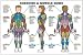 Exercise and Male Muscle Guide Laminated Fitness Poster