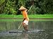 Old Man Farming a Traditional Rice Paddy with Straw Hat, Bali, Indonesia Photographic Poster Print by Bill Bachmann, 56x42