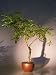 Bonsai Boy's Flowering Japanese Wisteria Bonsai Tree wisteria floribunda