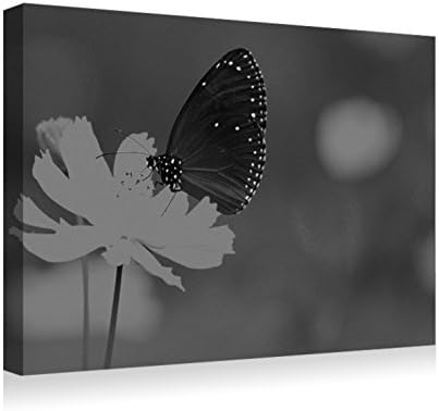 lepidoptera, Insec- Canvas Prints Wall Art - Wood Board Background Stretched Canvas Wrap Ready to Hang for Home and Office Decoration - 20"x 14" Black and white