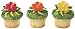 12 Beautiful Hawaiian Hibiscus Flower Cupcake Rings