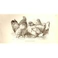 PEKIN OR COCHIN BANTAMS GUINEA FOWL POULTRY BIRD PRINT