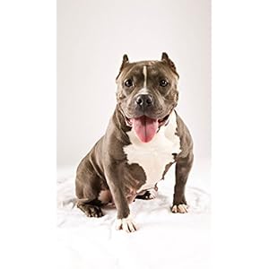 I'm a Good Dog: Pit Bulls, America’s Most Beautiful (and Misunderstood) Pet