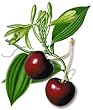 cherry vanilla decaffeinated tea