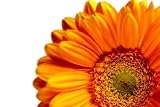 Gerbera - 48"W x 32"H - Peel and Stick Wall Decal by Wallmonkeys