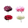500 Poppy Flower Seeds. Heavenly Angels Peony Poppies. Mixed. One Stop Poppy Shoppe� Brand.