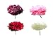 500 Poppy Flower Seeds. Heavenly Angels Peony Poppies. Mixed. One Stop Poppy Shoppe&reg; Brand.
