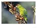 Red-Crowned Parakeet, Cyanoramphus Novaezelandiae Feeding on New Zealand Flax, New Zealand Animals Photographic Poster Print by Robin Bush, 16x12