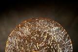 12'' Champagne Gold Dinner/Buffet Plate (sets of 4)
