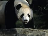 A Giant Panda Walks Through a Summer Sun Patch, National Zoo, Washington D.C. Animal Photographic Poster Print by Taylor S. Kennedy, 24x32