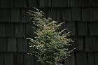 Tsuga Canadensis - Gentsch White - Hemlock Tree - Pot Size #1 Gal.