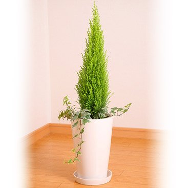 コニファー陶器鉢（アイビー寄植え）【送料無料】