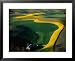 Aerial View of Canola Fields in Palouse Hills Region, Washington, USA Styles Framed A...