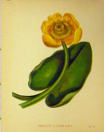Yellow Water Lily Plant