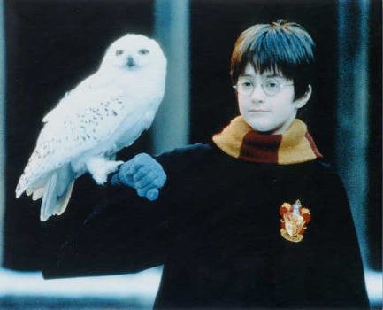 ブロマイド写真★ダニエル・ラドクリフ『ハリー・ポターと賢者の石』ヘドウィッグと