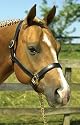 Perri's Black Padded Halter
