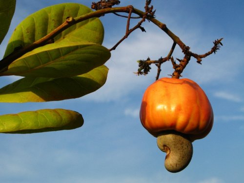 cashew recipes