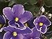 Close-Up of an African Violet Flower (Saintpaulia Ionantha) Photographic Poster Print by C. Dani, 40x30