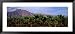 Date Palm Grove Near Borrego Springs, California, USA Framed Art Poster Print by Pano...