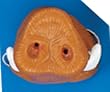Warthog Nose Costume Mask (Wart Hog Snout) Razorback, Wild Boar, Pumbaa / Pumba from the Lion King
